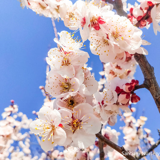 Bungo Flowering Apricot Tree, Ume, Bare Root, 3/8"  豊後梅（ぶんごうめ）