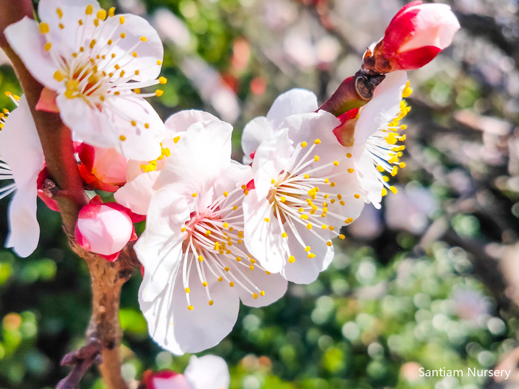 Bungo Flowering Apricot Tree, Ume, Bare Root, 3/8"  豊後梅（ぶんごうめ）