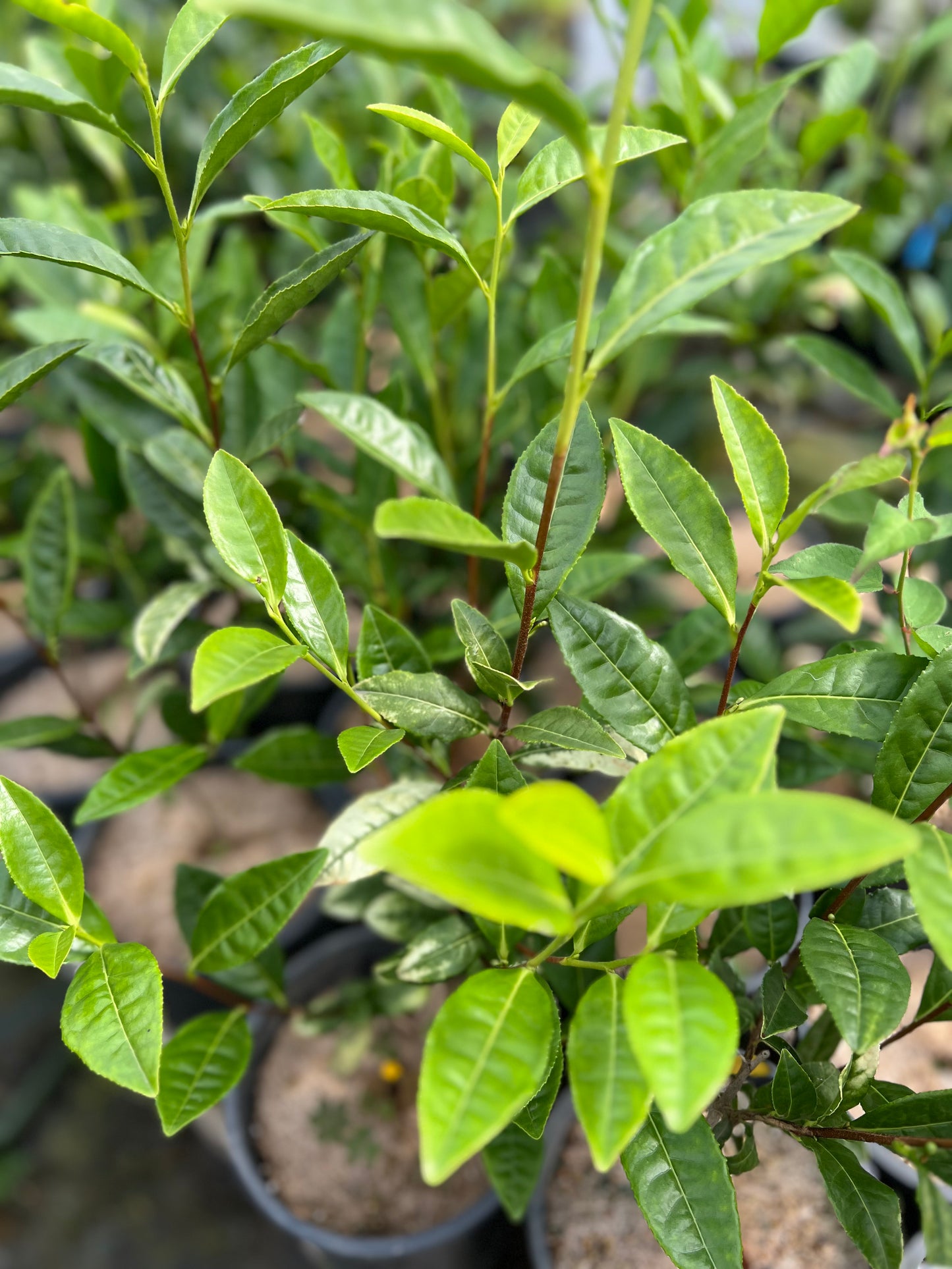 Camellia sinensis, Anji white tea plant. 安吉白茶苗