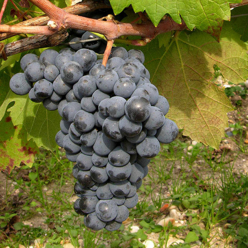 Carmine Wine Grape Plant. Potted