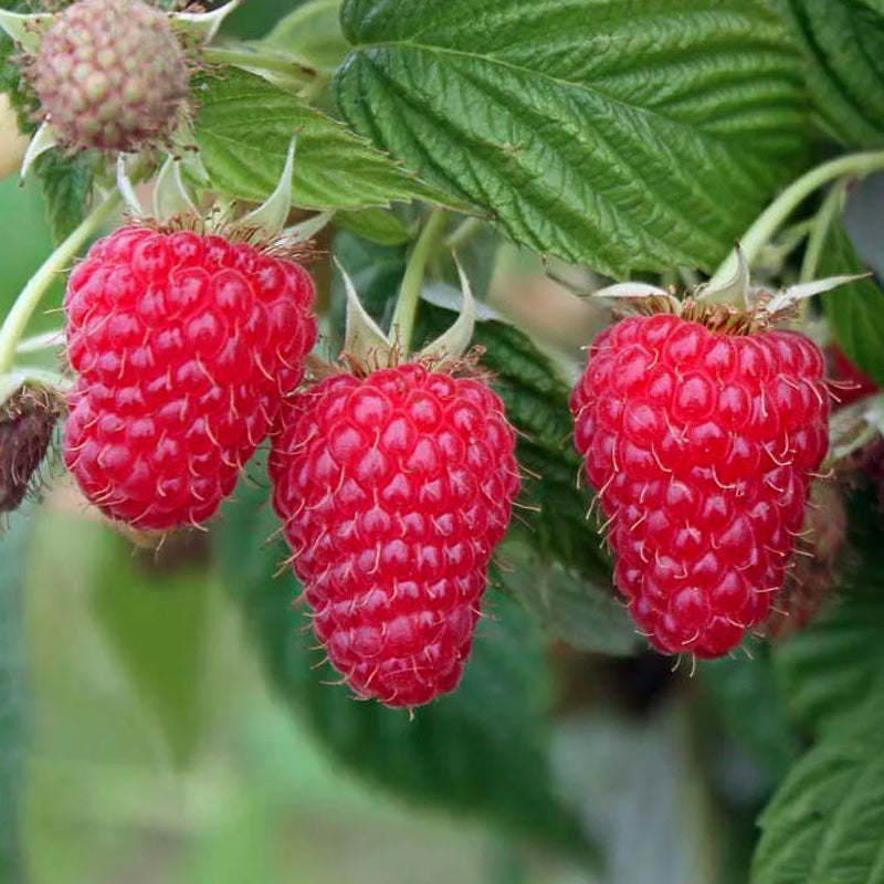 Cascade Delight Red Raspberry Plants,Bare Root