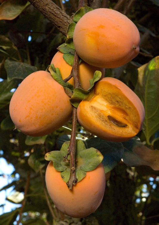 Tsuru Noko Aka Chocolate Japanese Persimmon Tree, Tsurunoko完全甘柿， 鹤之子日本甜柿