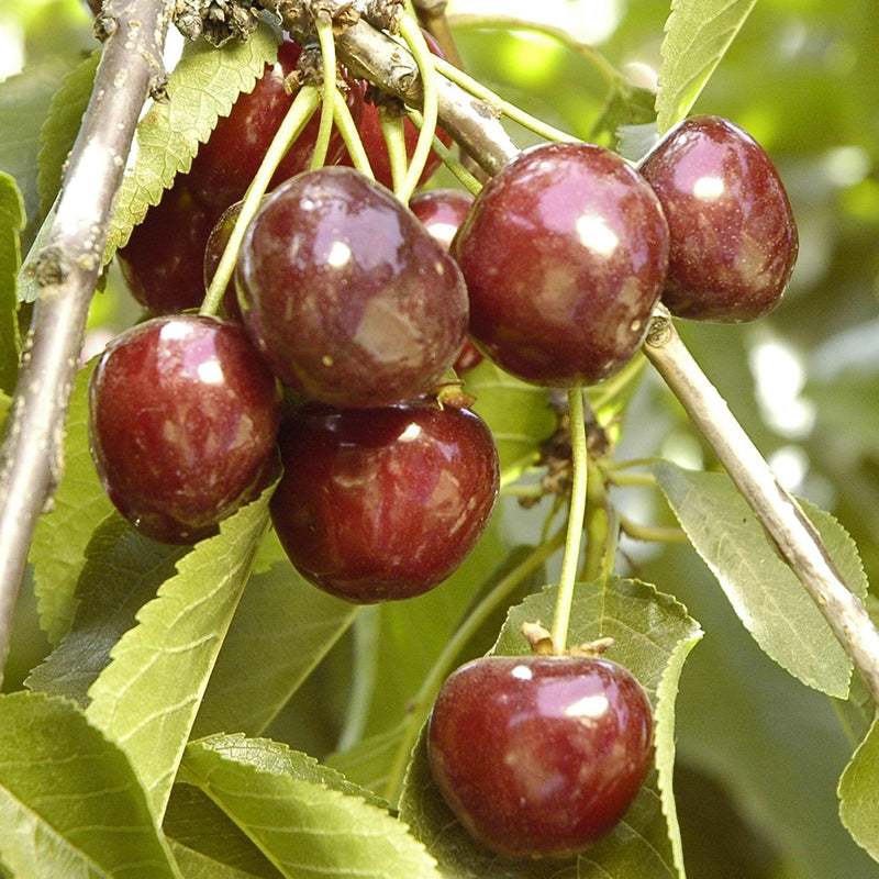 Craig's Crimson Sweet Cherry Tree, 1/2", Bare Root