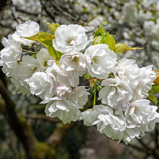 Mount Fuji Japanese Flowering Cherry, Shirotae ,白妙,シロタエ