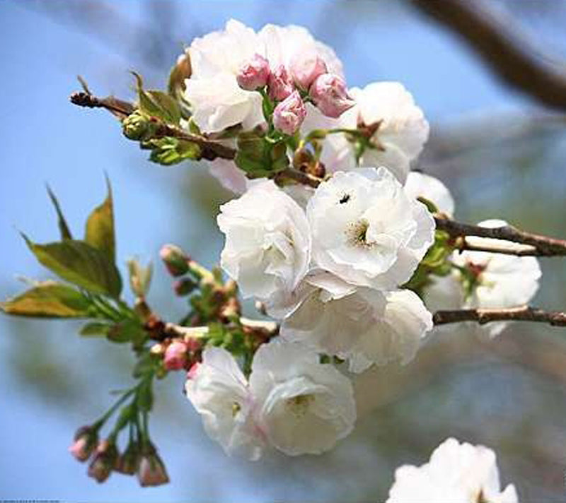 Mount Fuji Japanese Flowering Cherry, Shirotae ,白妙,シロタエ