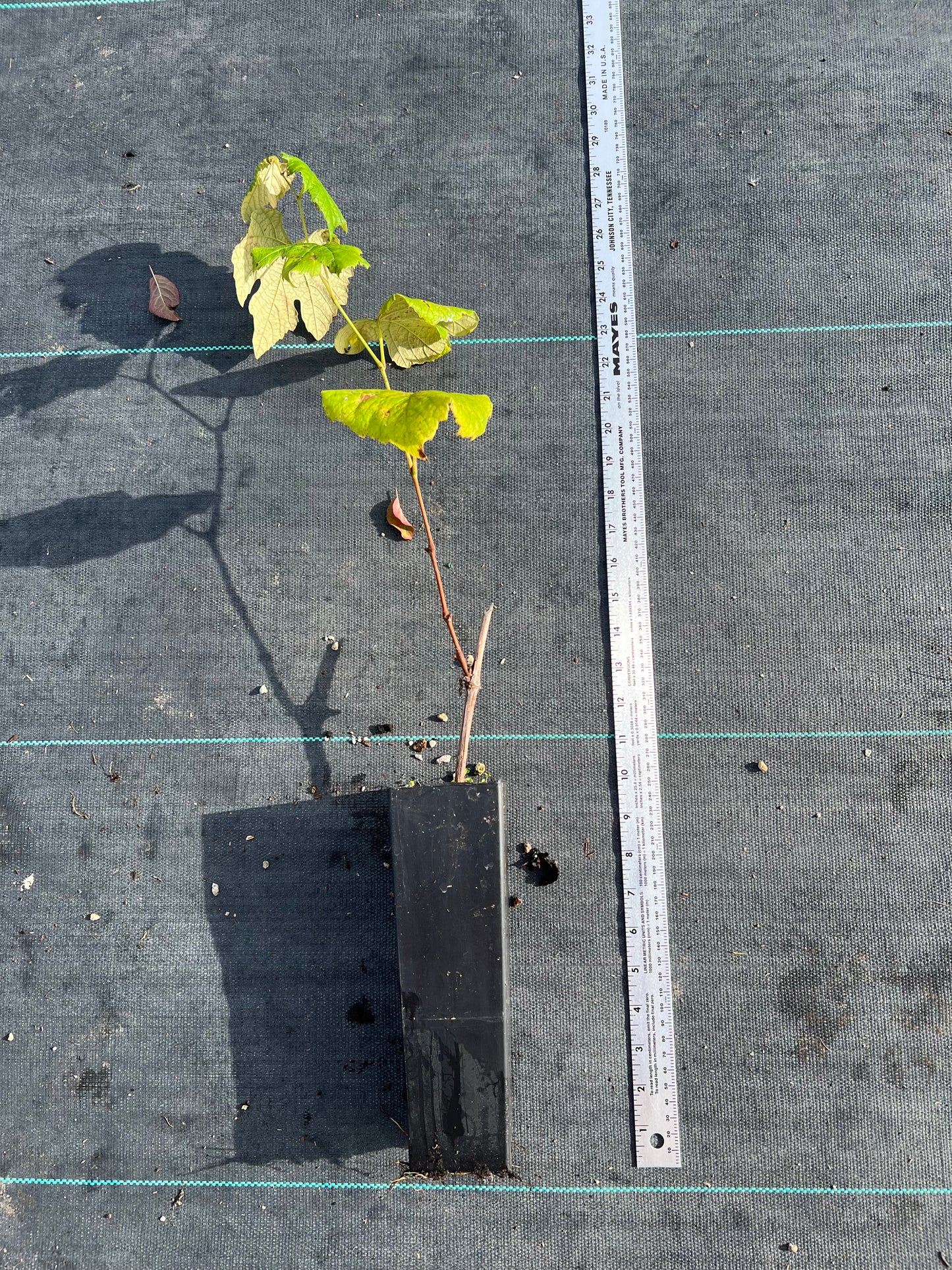 Japanese Kyoho grape plant 巨峰葡萄苗 교호포도 US seller