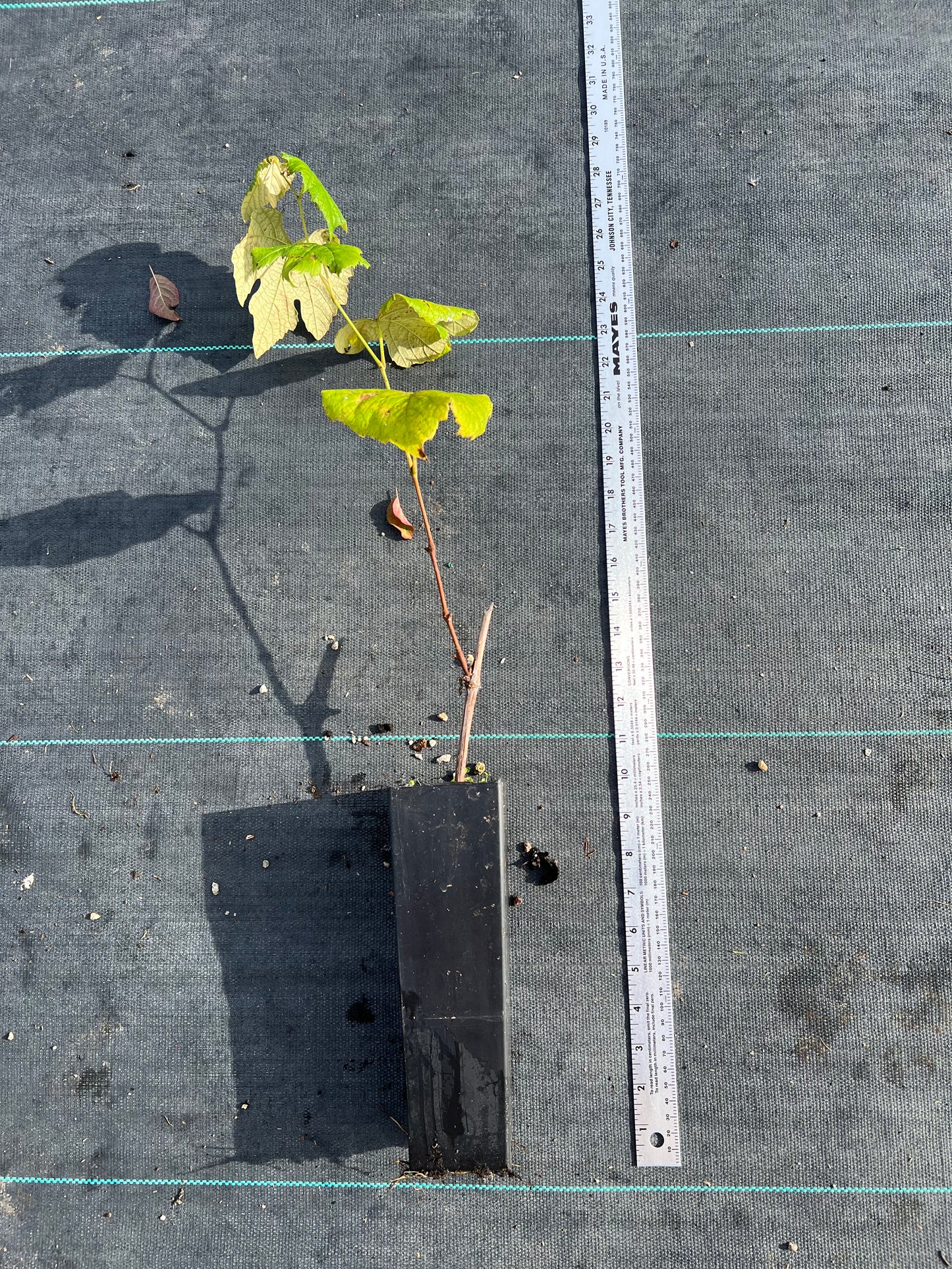 Diamond Muscat grape plant bare root 钻石玫瑰葡萄苗 麝香葡萄