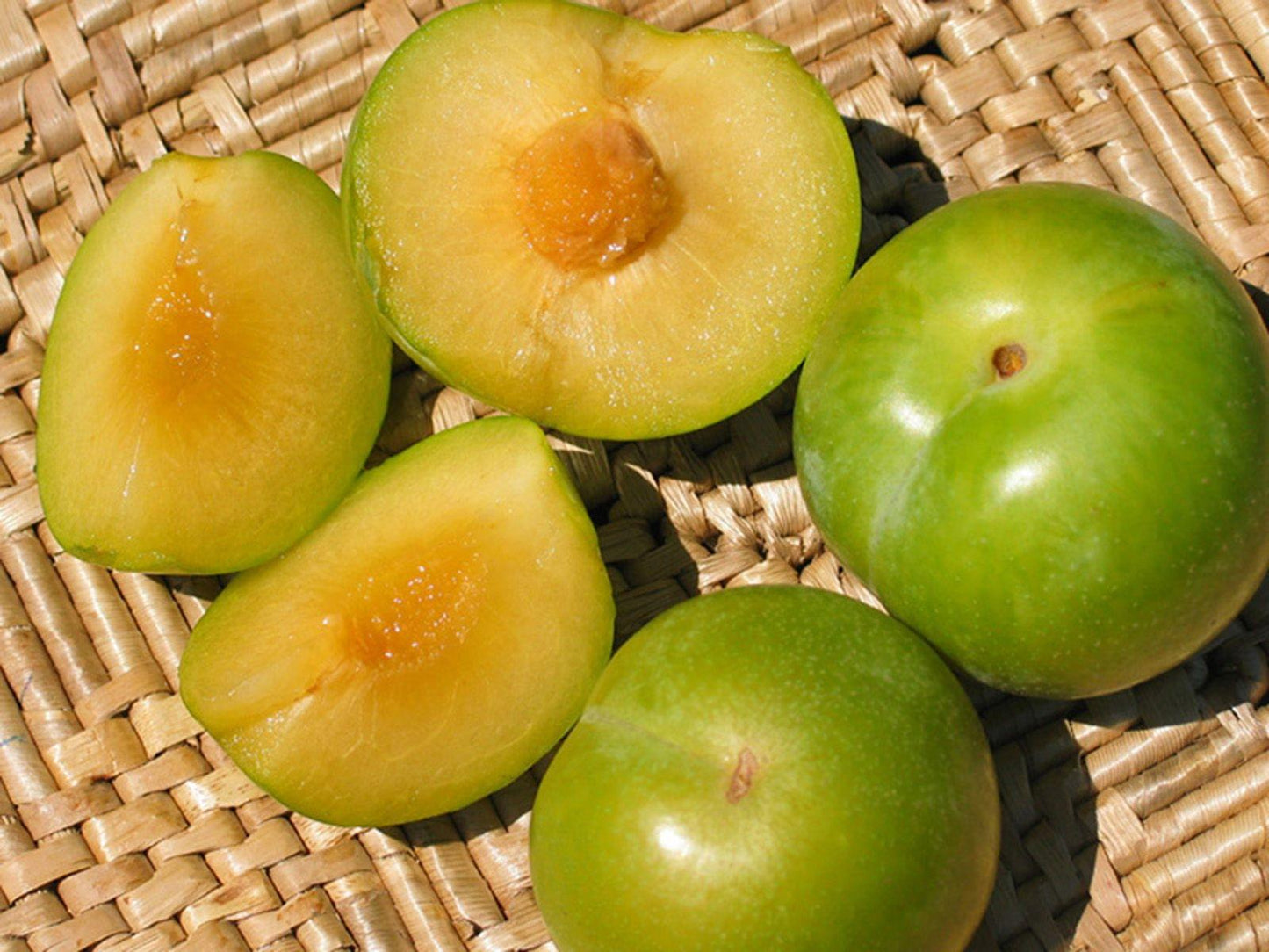 Emerald Drop Pluot Tree, bare root