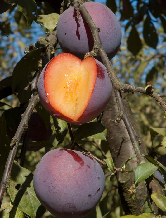 Flavor Finale Pluot tree, bare root    US Seller