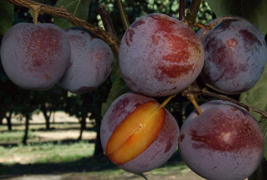 Flavor King pluot tree, bare root US Seller