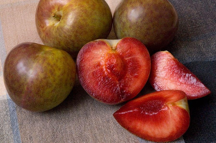 Flavor Supreme Pluot tree, bare root  US Seller