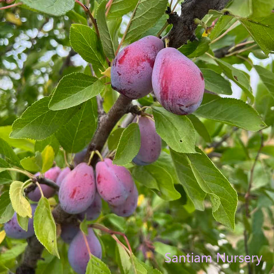 French Improved Prune Tree, Potted, about 3 feet tall
