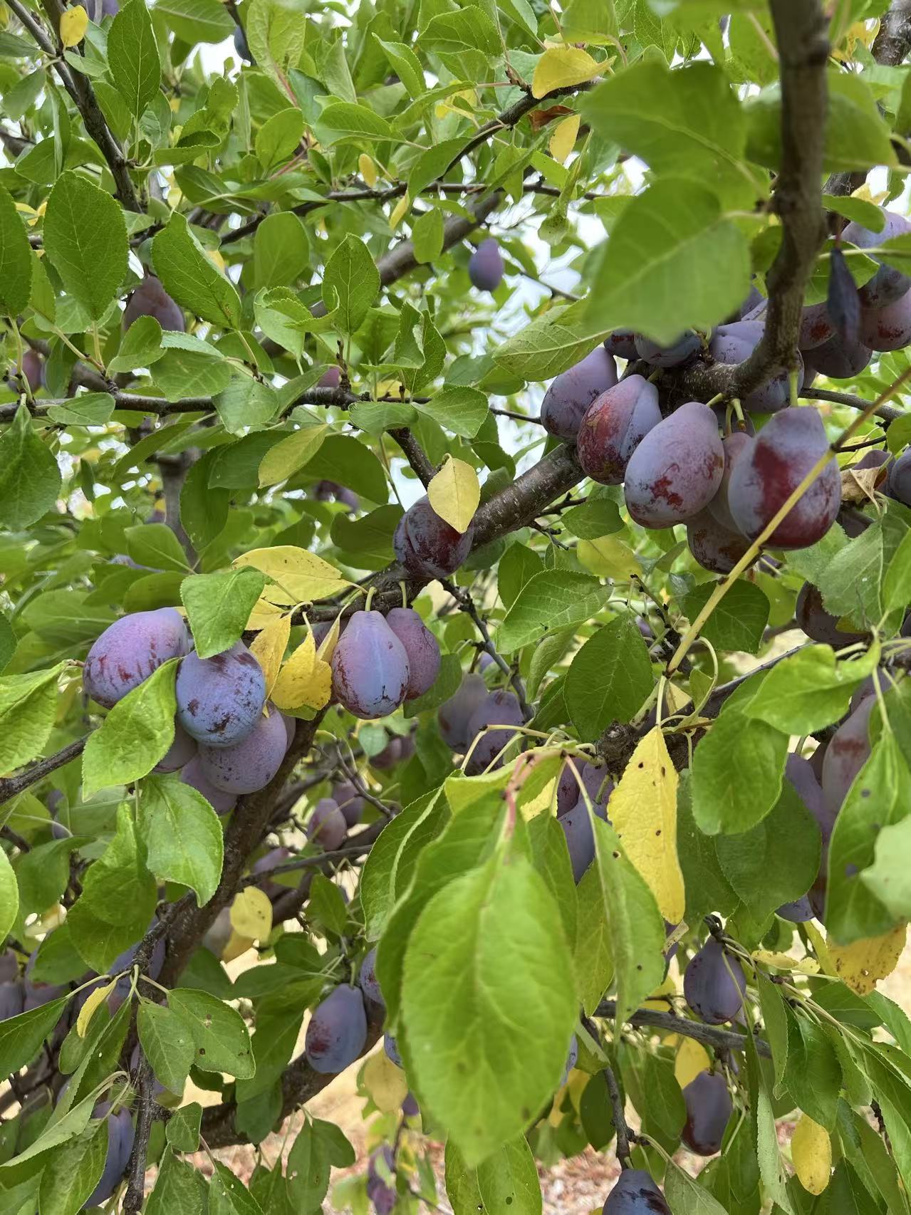 French Improved Prune Tree, Potted, about 3 feet tall