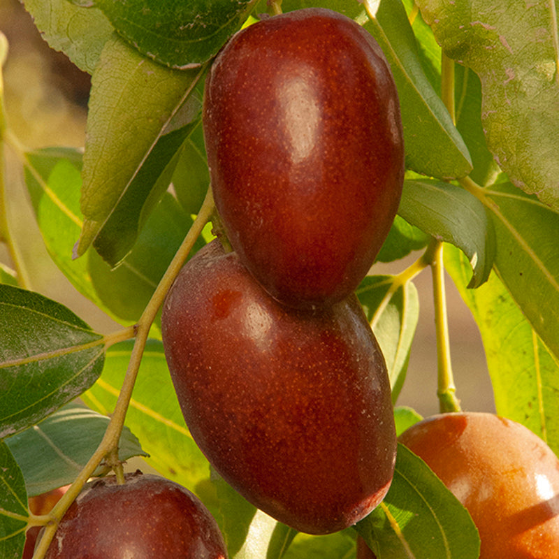 GA 866 Jujube Tree, Bare Root, 3 feet tall