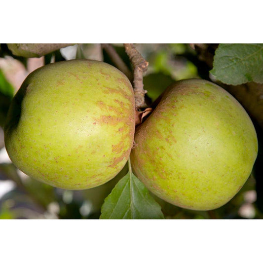 Garden Delicious Dwarf Apple Tree, Bare Root