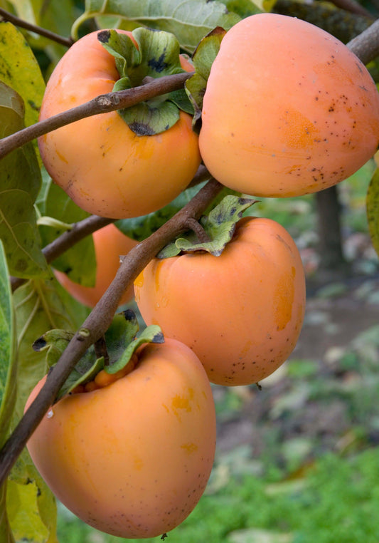 Hachiya Persimmon tree, bare root.  はちやがき，蜂屋柿   US Seller