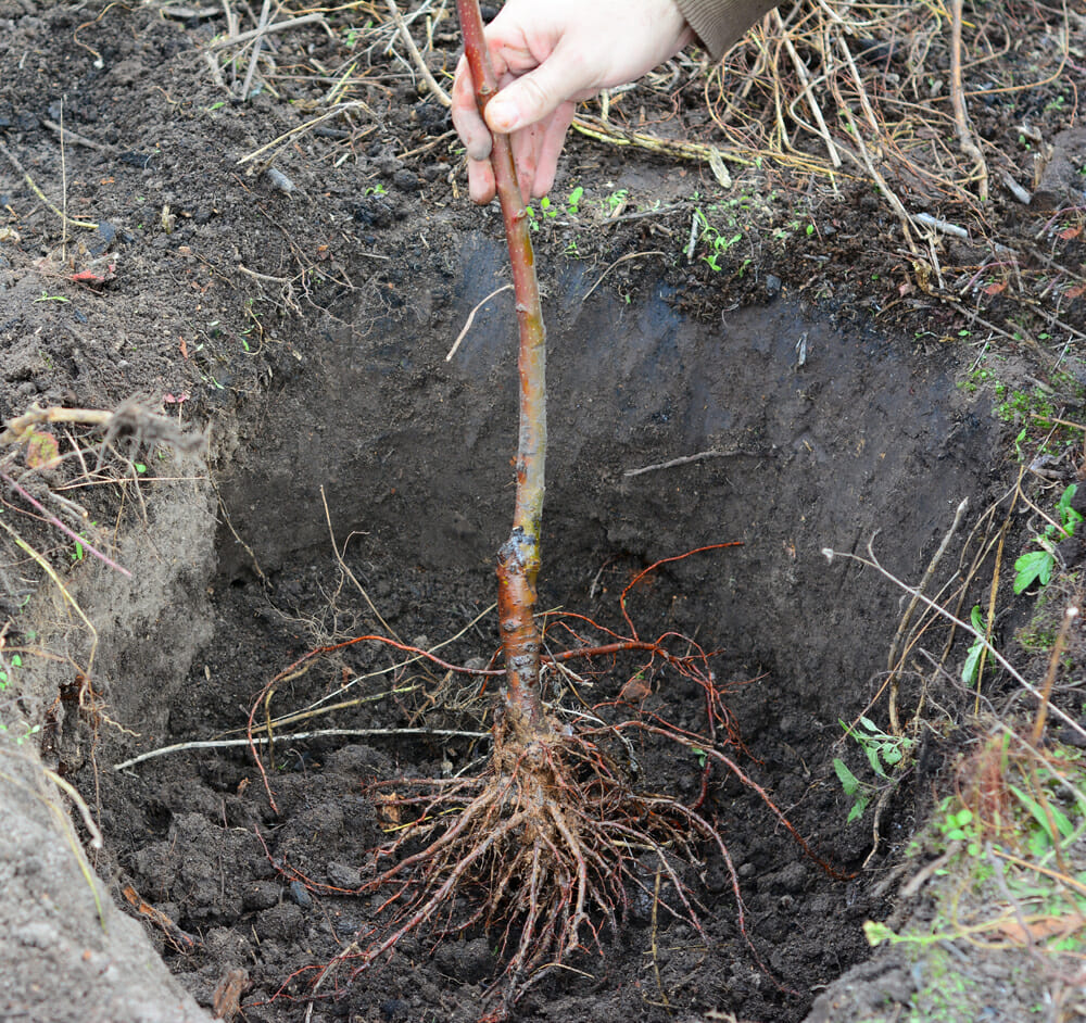 Utah Giant Sweet Cherry Tree, Bare Root, 1/2", 32-36" tall