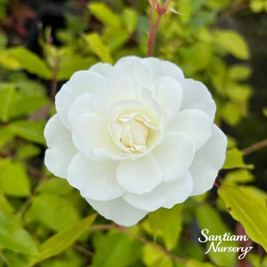 Iceberg Climbing Rose – White Fragrant Climbing Rose, Continuous Bloomer, Potted Live Plant