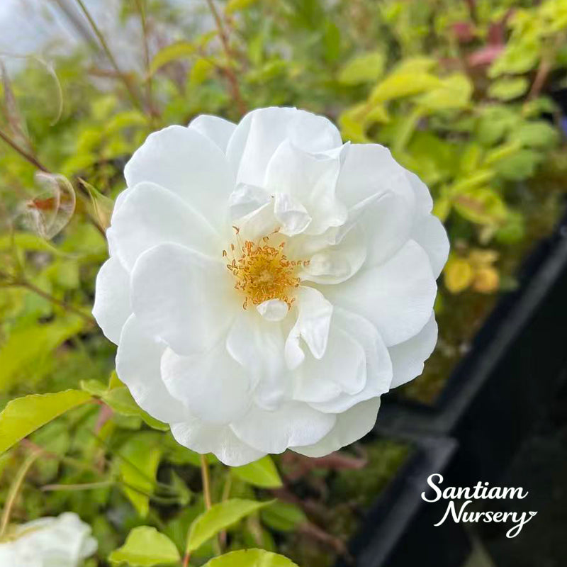 Iceberg Climbing Rose – White Fragrant Climbing Rose, Continuous Bloomer, Potted Live Plant