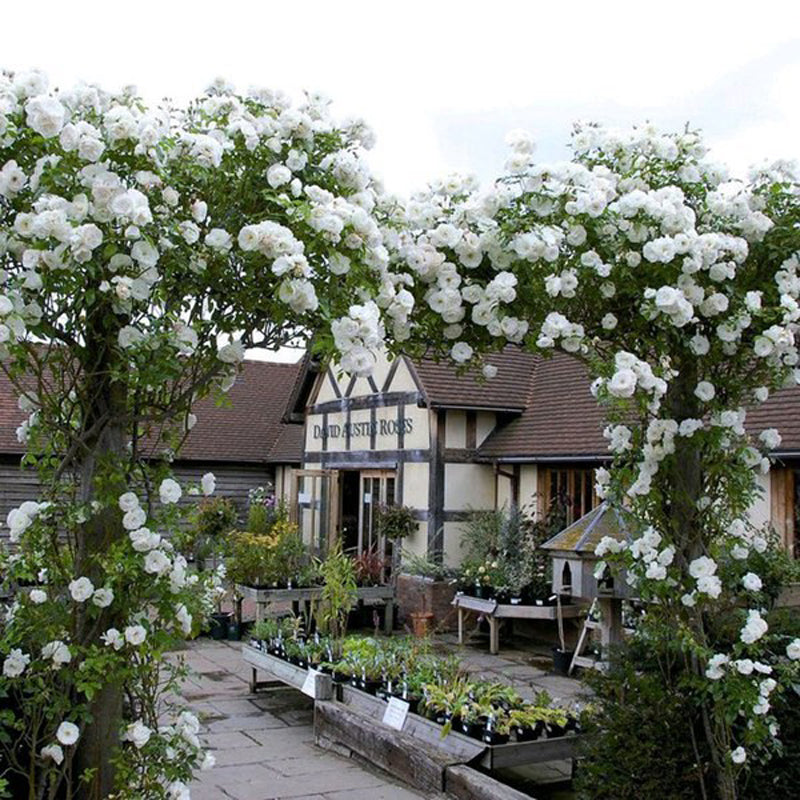 Iceberg Climbing Rose – White Fragrant Climbing Rose, Continuous Bloomer, Potted Live Plant