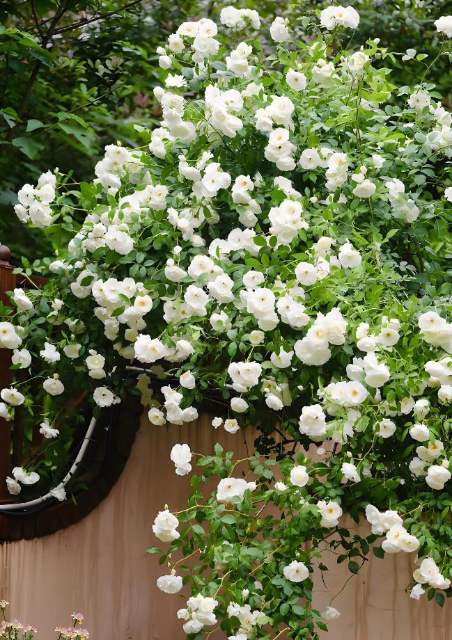 Iceberg Climbing Rose – White Fragrant Climbing Rose, Continuous Bloomer, Potted Live Plant