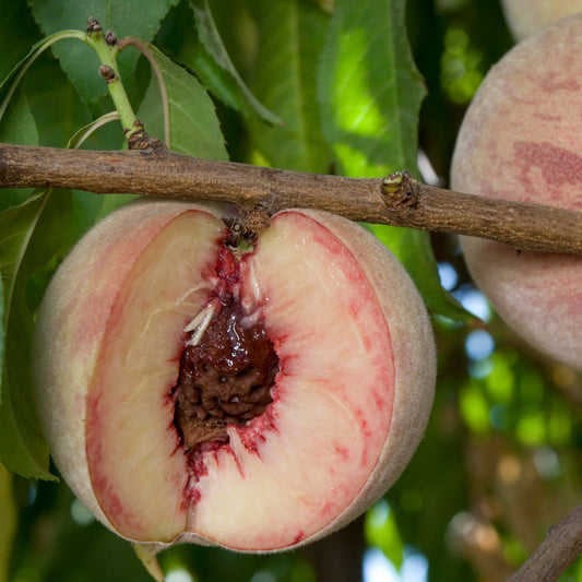 Indian Free Peach Tree, Bare Root, 3 feet tall