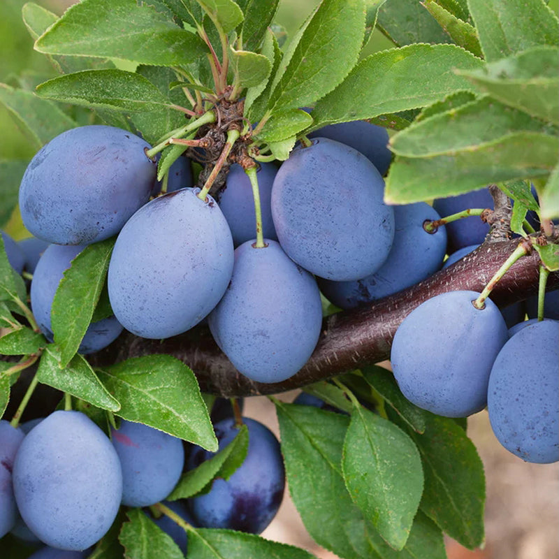 Early Italian (Richards) Prune Plum Tree, Bare Root