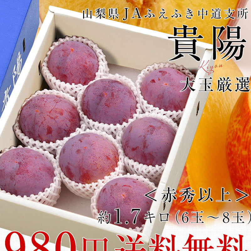 Kiyo Plum Tree, Japanese Premium Yamanashi Kiyo Plum Tree, Potted, about 3 feet tall.  貴陽 (きよう)