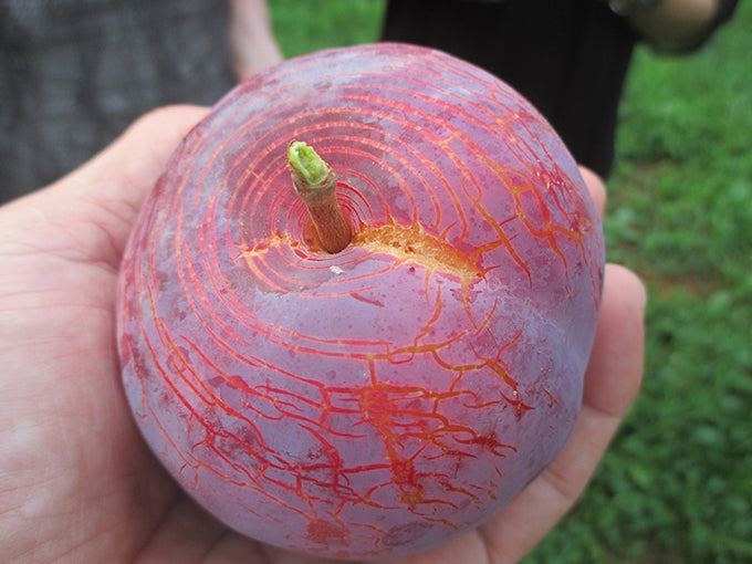 Kiyo Plum Tree, Japanese Premium Yamanashi Kiyo Plum Tree, Potted, about 3 feet tall.  貴陽 (きよう)