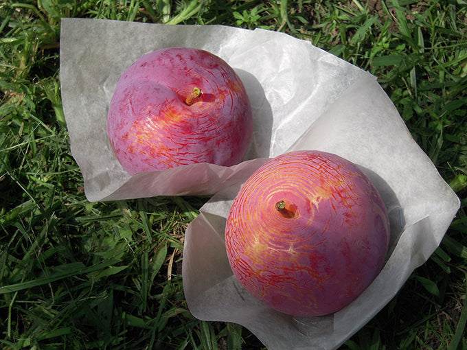 Kiyo Plum Tree, Japanese Premium Yamanashi Kiyo Plum Tree, Potted, about 3 feet tall.  貴陽 (きよう)