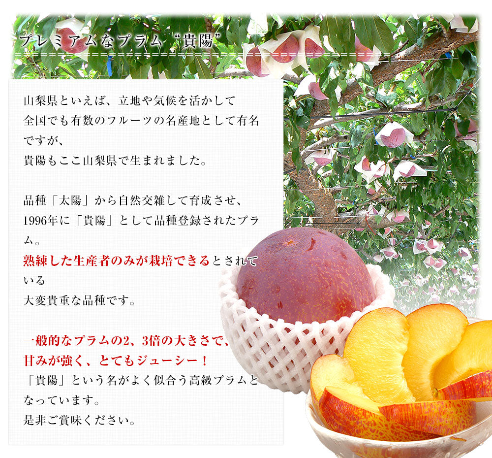 Kiyo Plum Tree, Japanese Premium Yamanashi Kiyo Plum Tree, Potted, about 3 feet tall.  貴陽 (きよう)