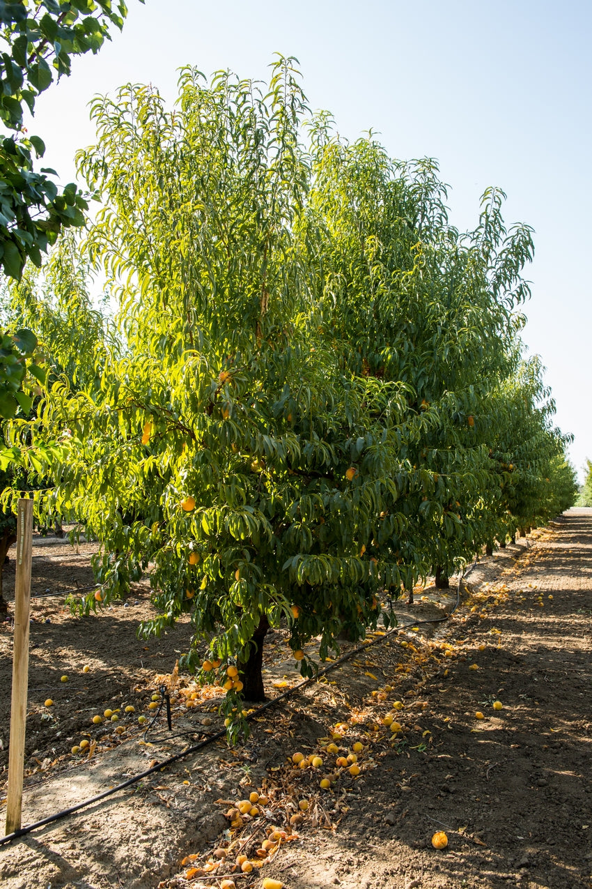 Lovell Heirloom yellow Peach tree plants,good for fresh eating/canning US Seller