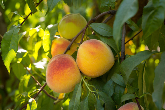 Lovell Heirloom yellow Peach tree plants,good for fresh eating/canning US Seller