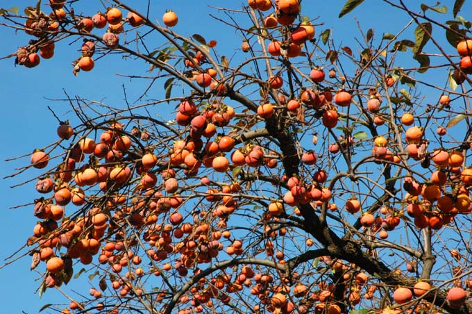 Zenji-Maru Chocolate Persimmon tree, bare root 禅寺丸柿（ぜんじまるがき）