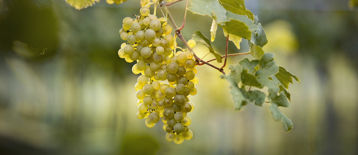 Müller-Thurgau Grape Plant, Potted