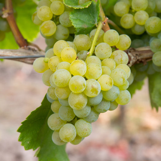 Müller-Thurgau Grape Plant, Potted