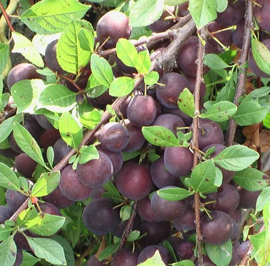 Nadia cherry plum hybrid plant , pluerry US Seller