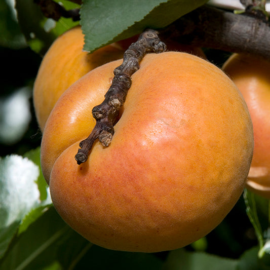 Nugget Apricot Tree, Bare Root, 3 feet tall