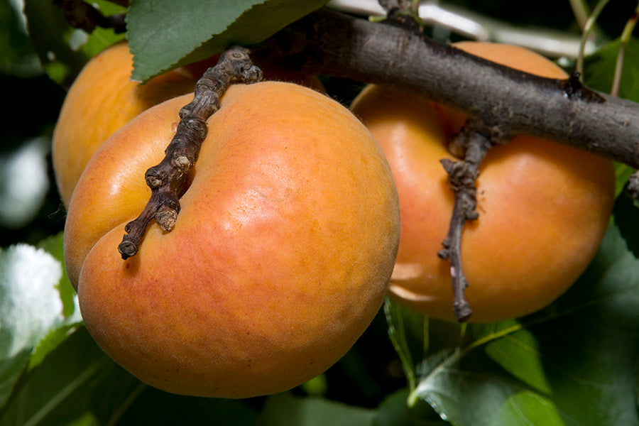 Nugget Apricot Tree, Bare Root, 3 feet tall