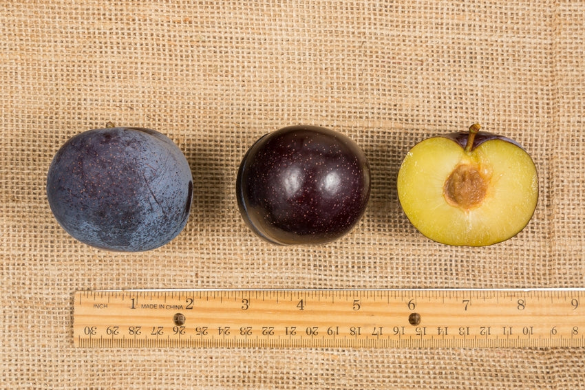 Owen T plum tree Santiam Nursery