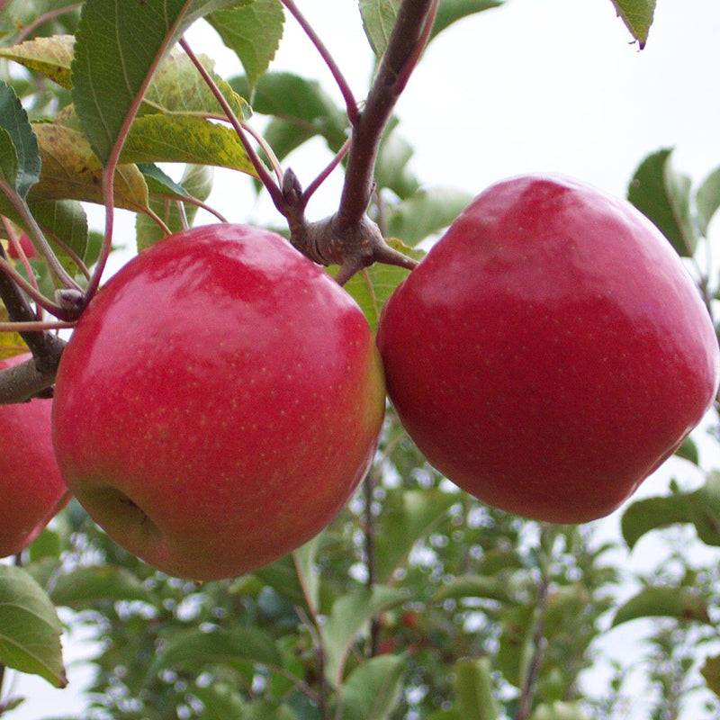 Pink Lady Apple Tree. Bare Root