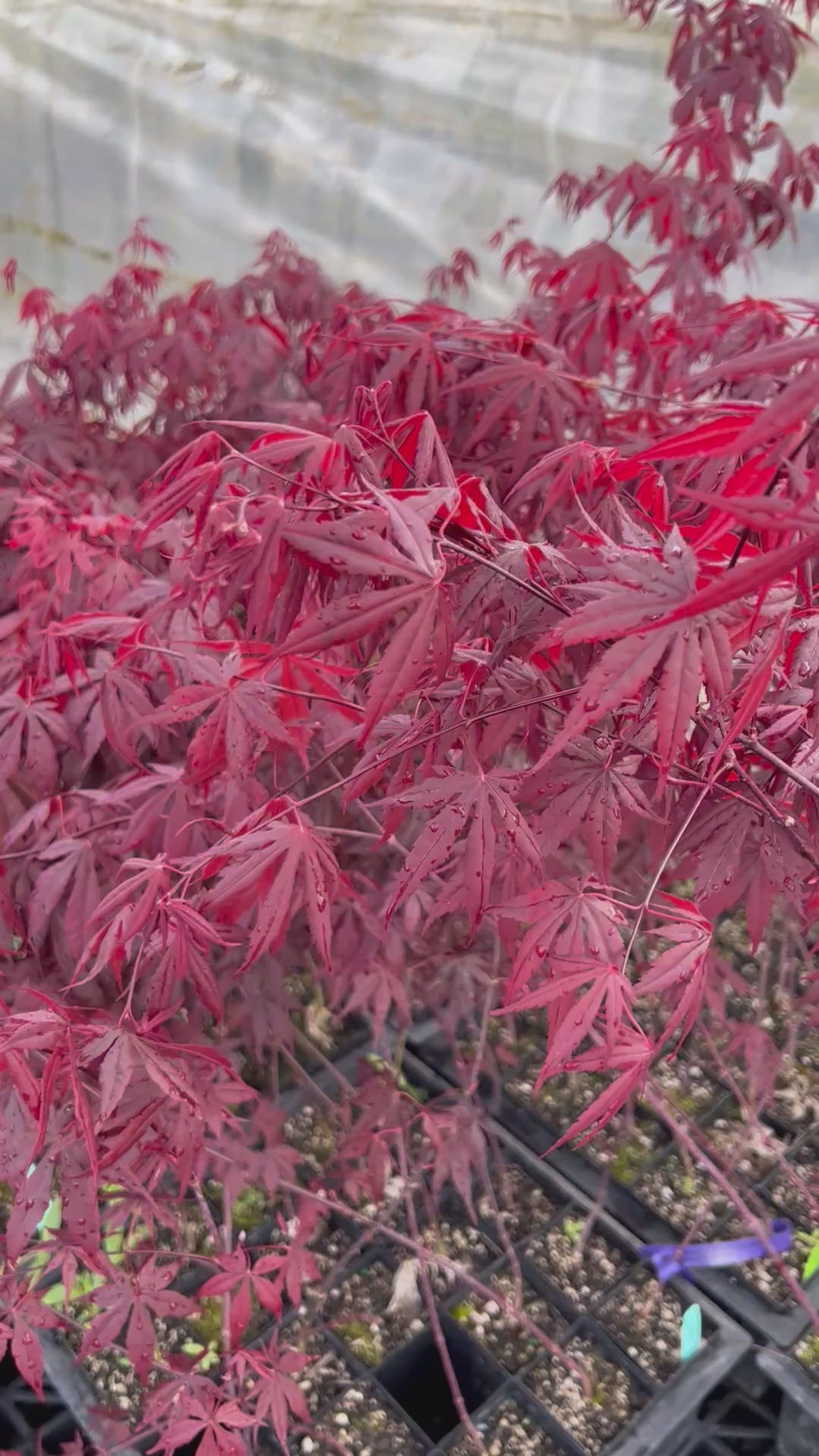Red Japanese Maple tree Acer palmatum 伊呂波紅葉 いろはもみじ 日本