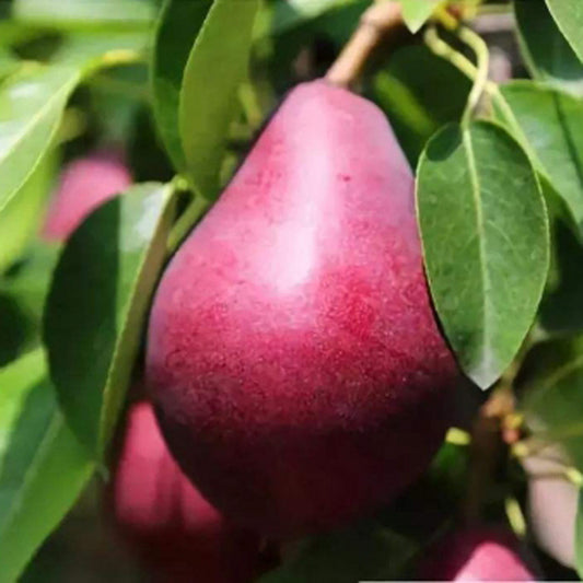 Red D'Anjou European Pear Tree, Bare Root