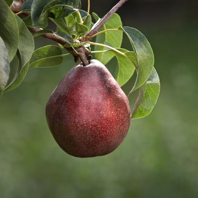 Red D'Anjou European Pear Tree, Bare Root