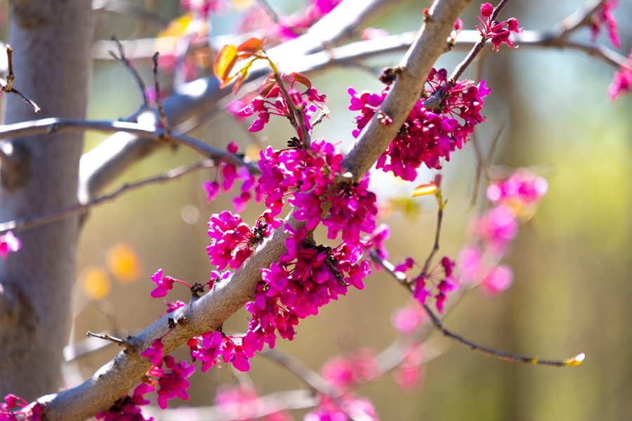 Eastern Redbud Tree, Cercis Canadensis, Potted, 2-3 feet tall,  ハナズオウ花蘇芳 Hanazuou，紫荆