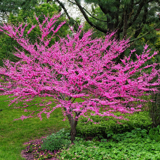 Eastern Redbud Tree, Cercis Canadensis, Potted, 2-3 feet tall,  ハナズオウ花蘇芳 Hanazuou，紫荆