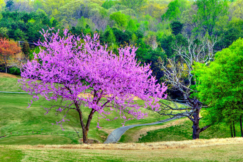 Eastern Redbud Tree, Cercis Canadensis, Potted, 2-3 feet tall,  ハナズオウ花蘇芳 Hanazuou，紫荆