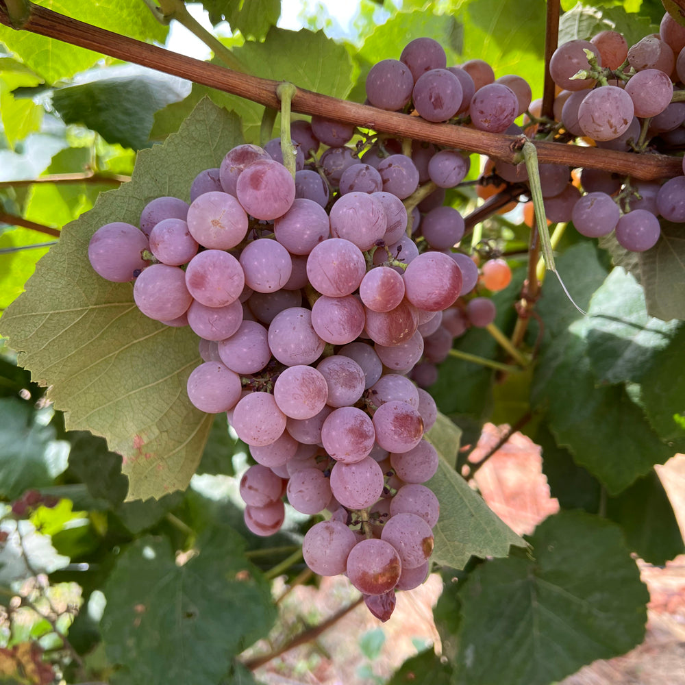 Reliance seedless table grape plant bare root 无核寒香蜜葡萄苗 US seller