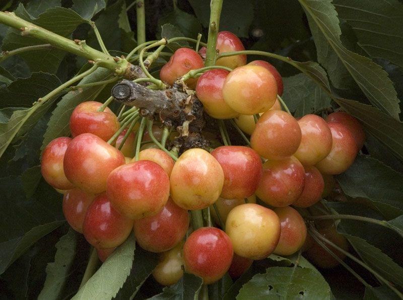 Royal Rainier sweet cherry tree on Mazzard, bare root, 1/2" , cut to 2 feet tall for shipping