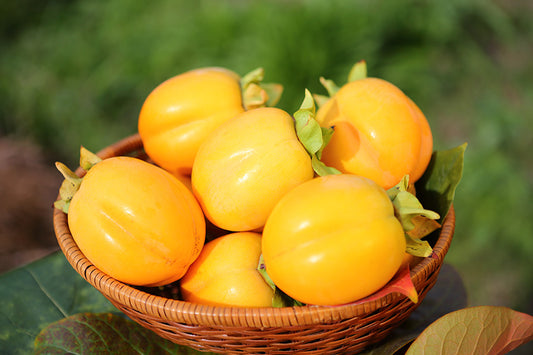 Saijo Persimmon tree,bare root. 西条柿（さいじょうがき）